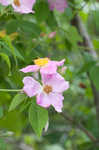 Prairie rose